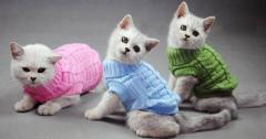 Нужна вязальщица в Берлине для пошива свитеров котикам