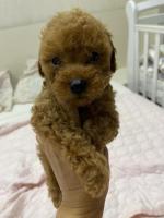 Miniature poodle red brown and black.