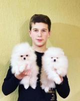 Abbiamo due adorabili cuccioli di pomerania,