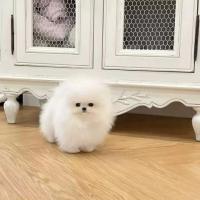 Abbiamo due adorabili cuccioli di pomerania,
