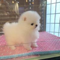 Abbiamo due adorabili cuccioli di pomerania,