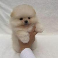 Щенок померанского шпица с документами.