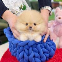 Щенок померанского шпица с документами.