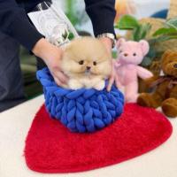 Щенок померанского шпица с документами.