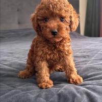 Очаровательные щенки миниатюрного пуделя.