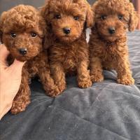 Очаровательные щенки миниатюрного пуделя.