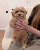 Щенки мальтипу