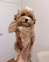 Щенки мальтипу