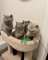 Красивые короткошерстные котята