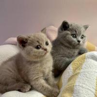 Красивые короткошерстные котята